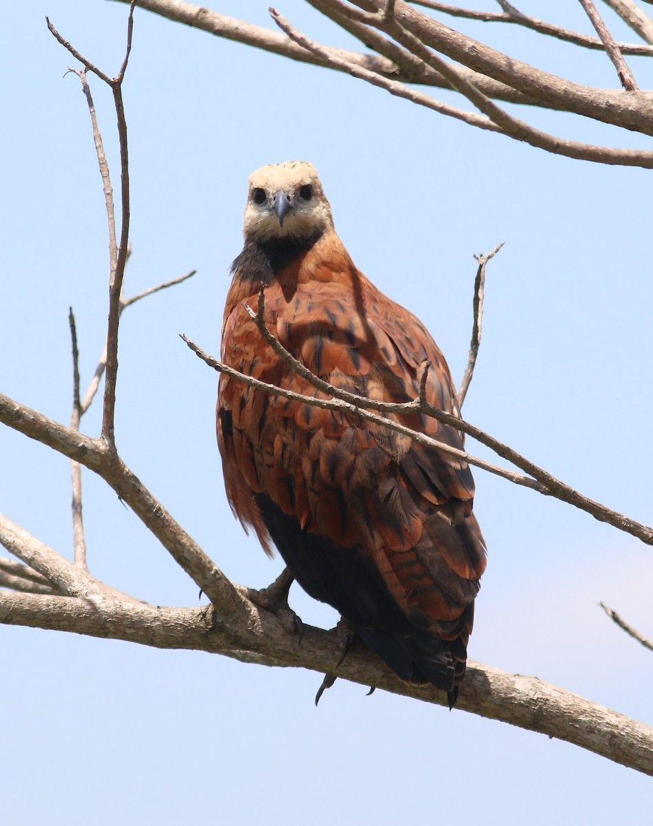 Black-collared Hawk - Nathan Pieplow