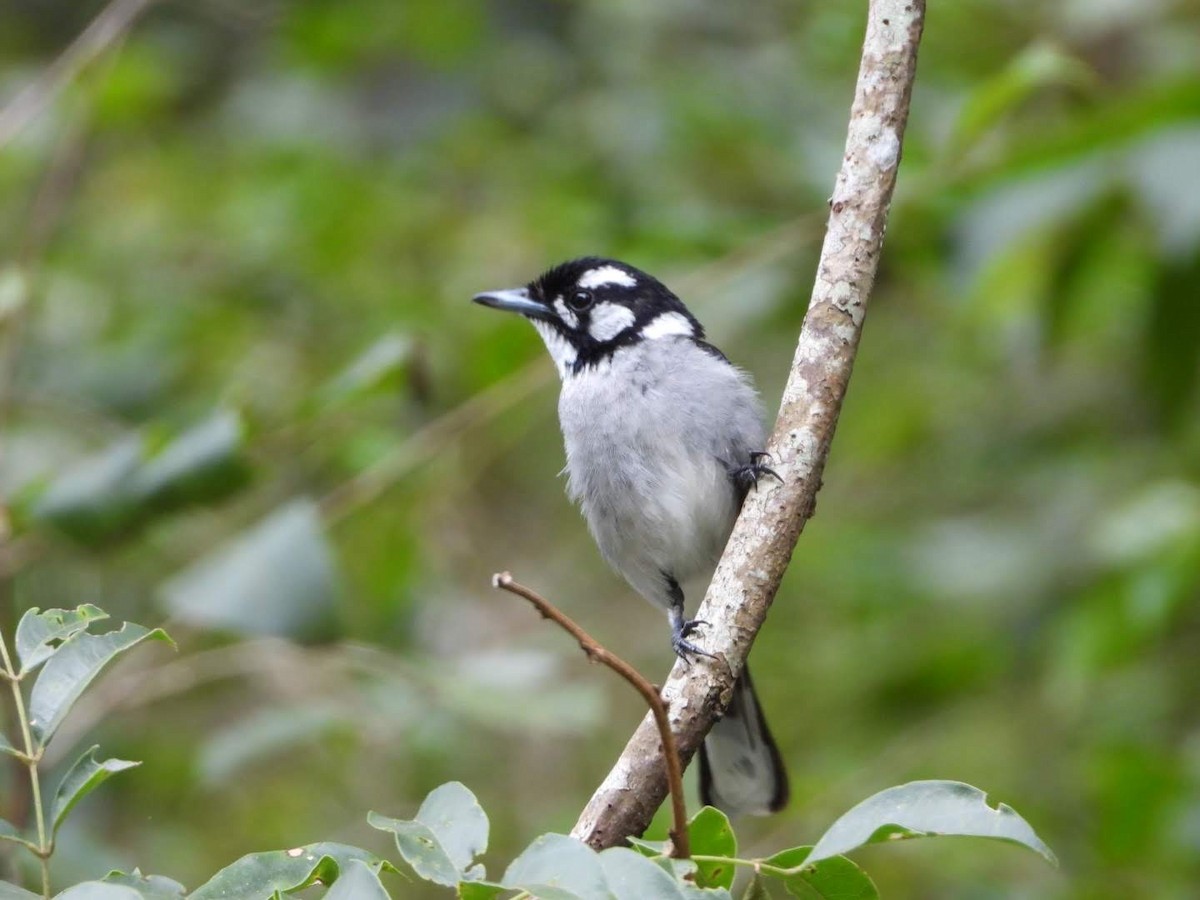 White-eared Monarch - ML533166891