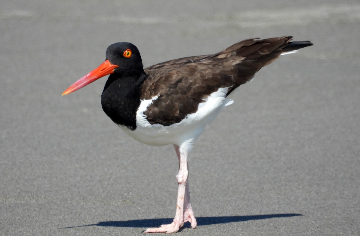 American Oystercatcher - ML533169961