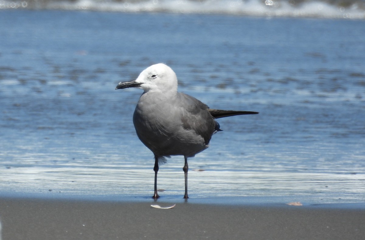 Gray Gull - Fernando Angulo - CORBIDI