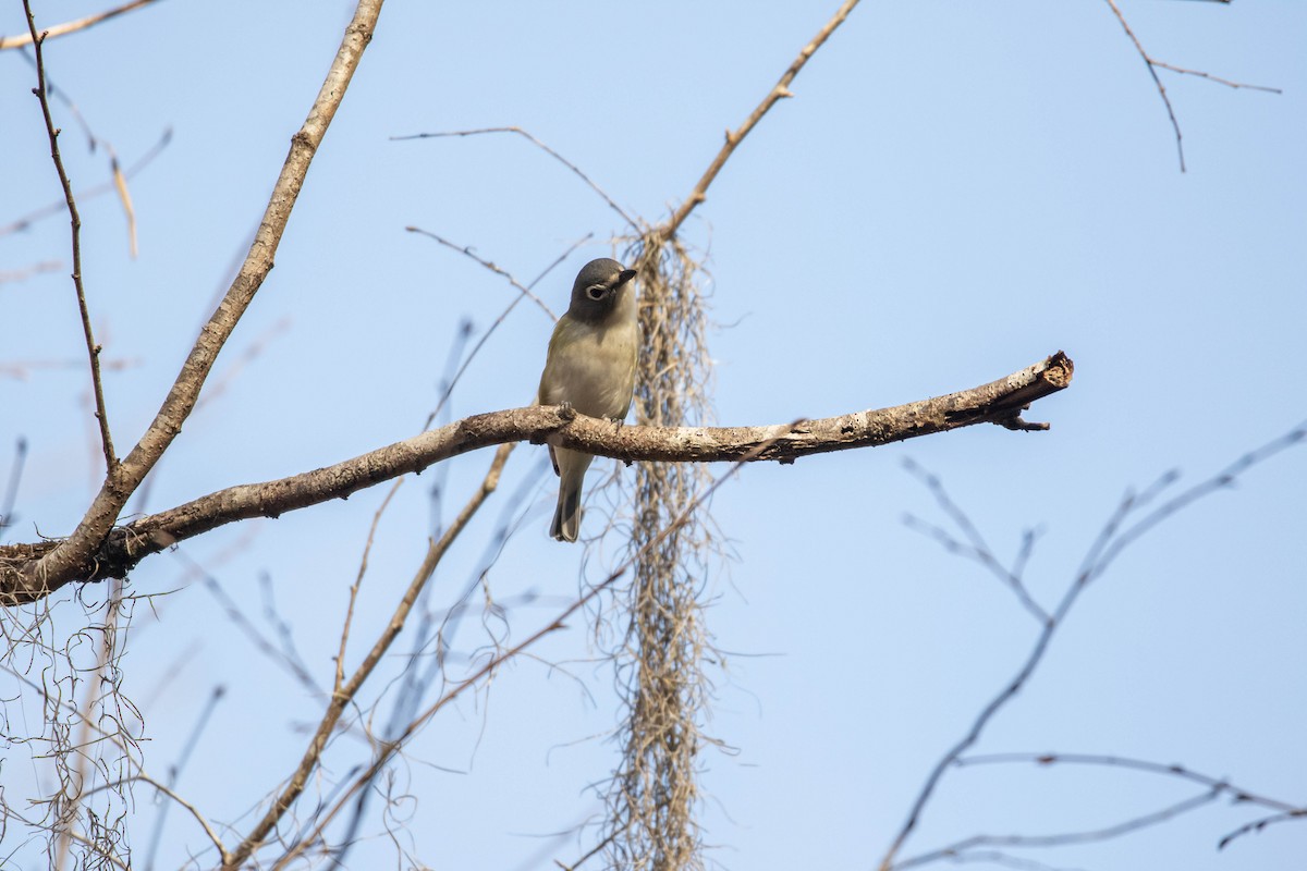 Vireo Solitario - ML533170861