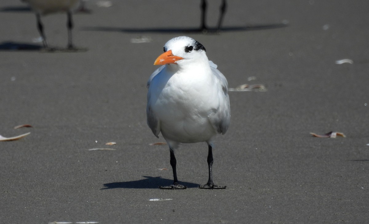 Royal Tern - Fernando Angulo - CORBIDI