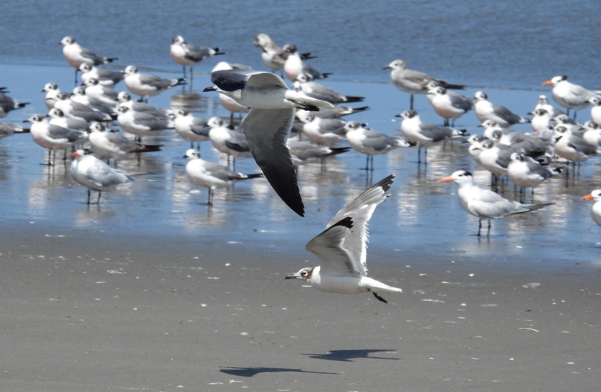 Laughing Gull - Fernando Angulo - CORBIDI