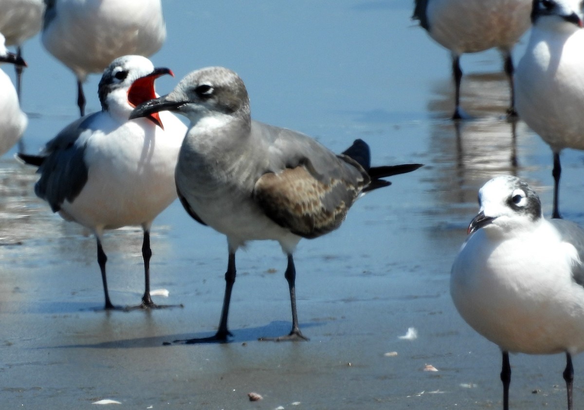 Laughing Gull - Fernando Angulo - CORBIDI