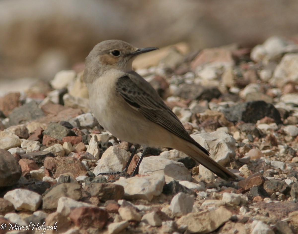 Hooded Wheatear - ML533172121