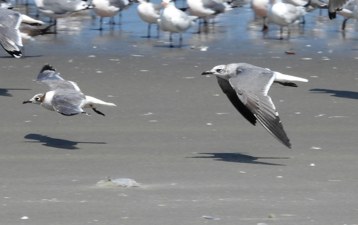 Laughing Gull - ML533172161