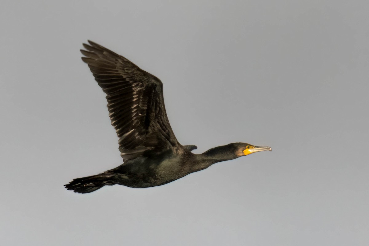 Great Cormorant - James Davis