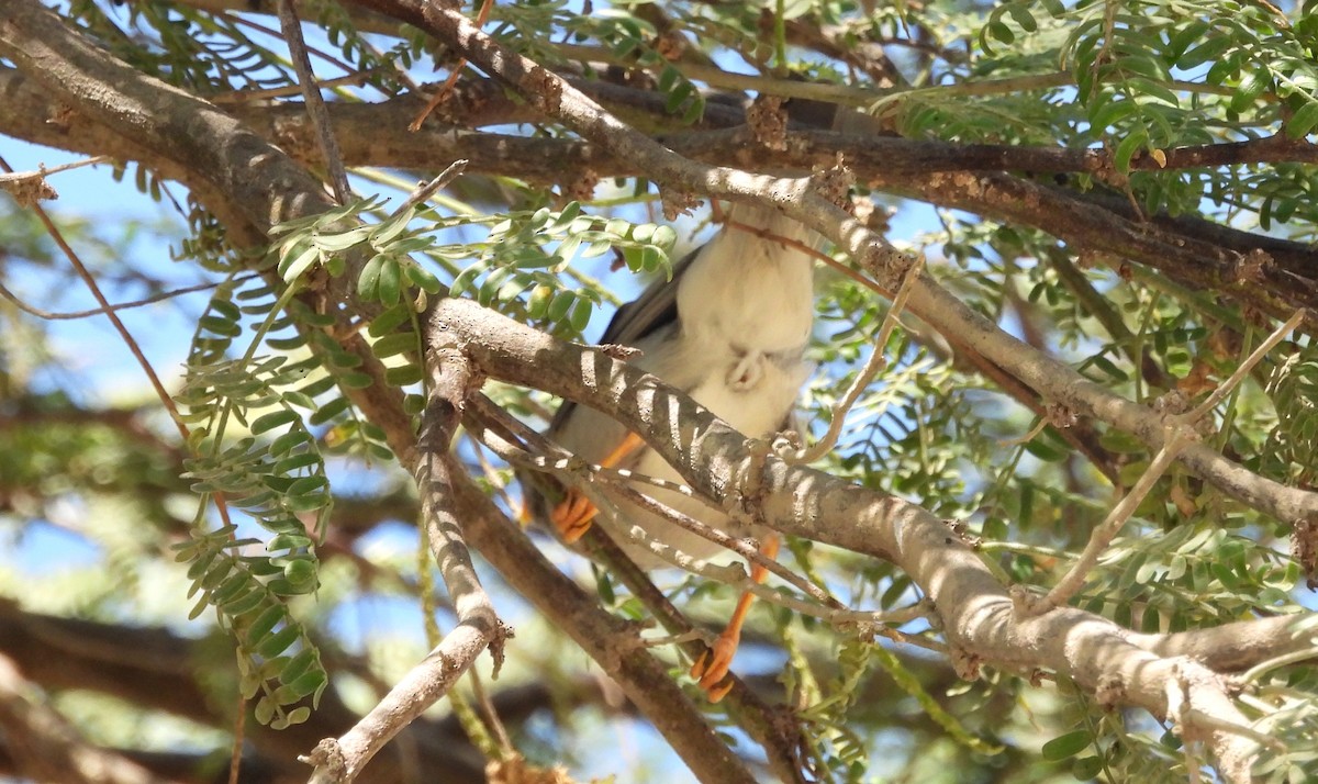 Cinereous Finch - ML533172441