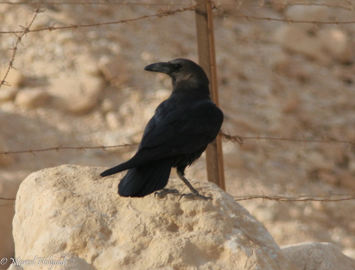Brown-necked Raven - ML533172451
