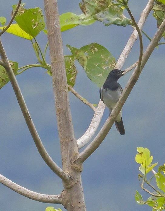 Moluccan Cuckooshrike - David Hoar