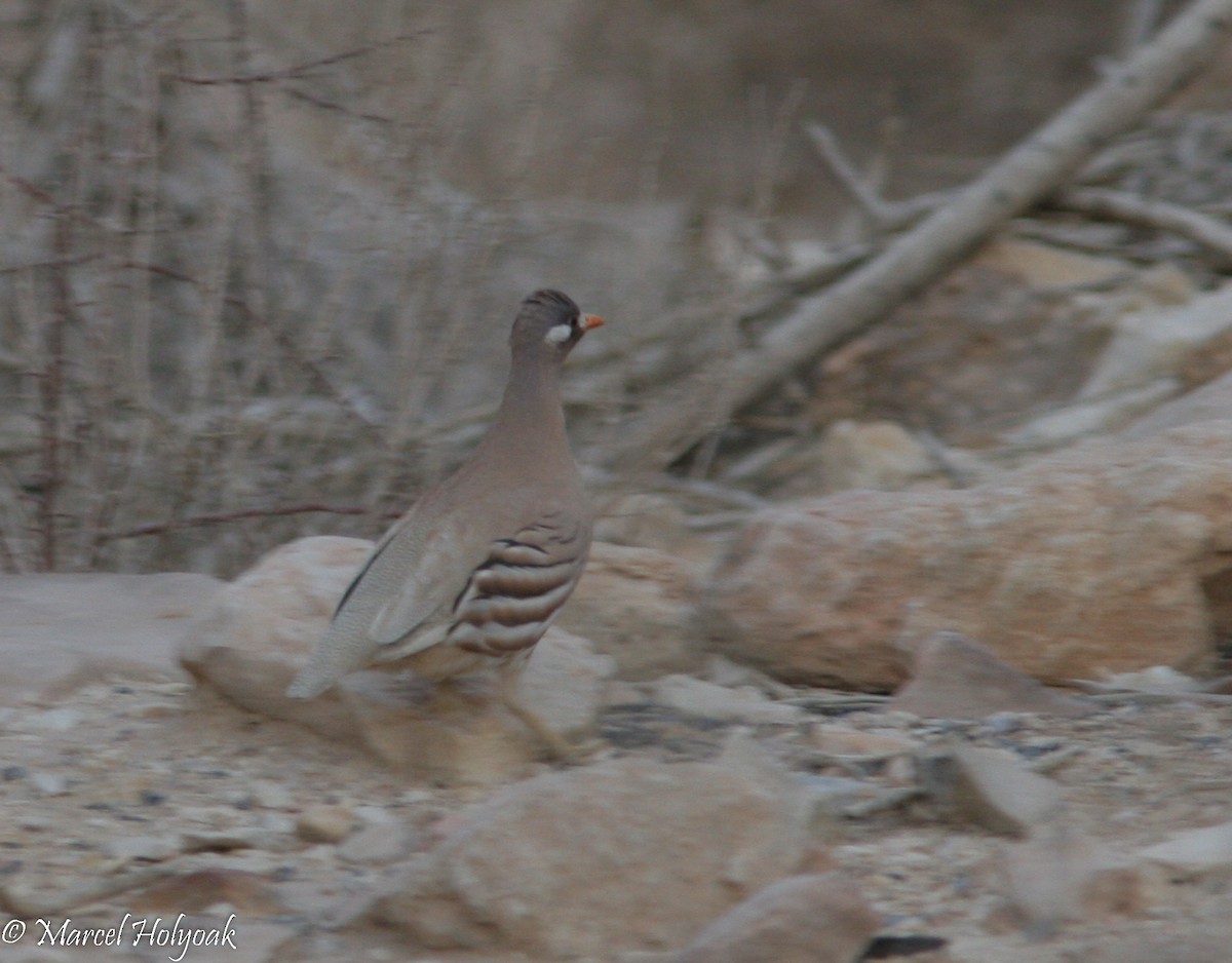 Sand Partridge - ML533172961