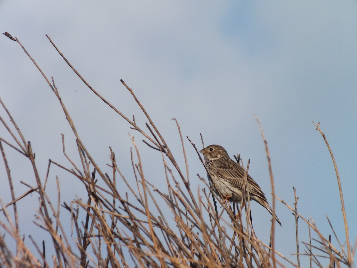 Corn Bunting - ML53317421
