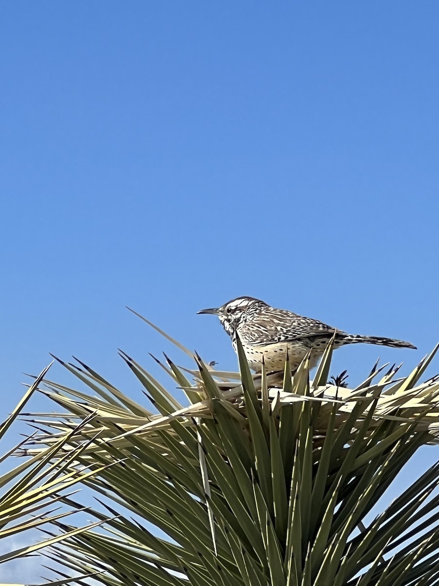 Cactus Wren - ML533174361