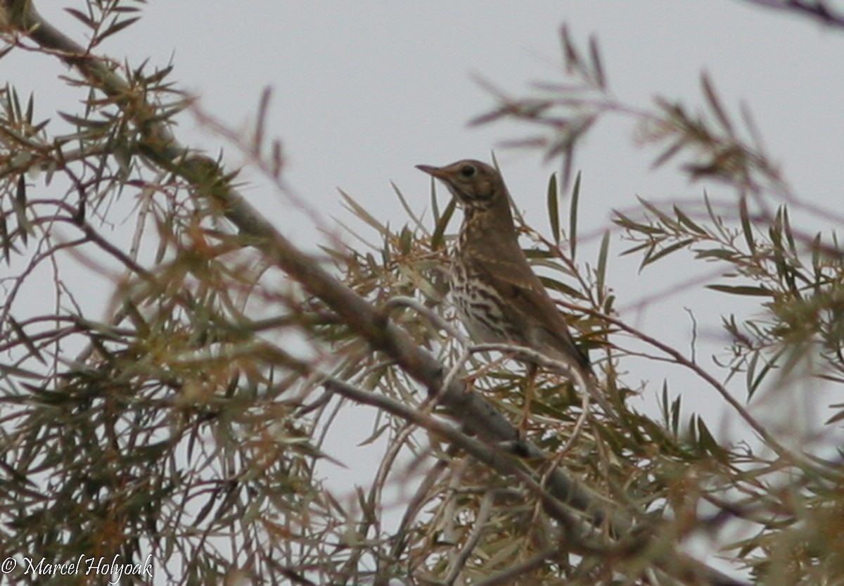 Song Thrush - Marcel Holyoak