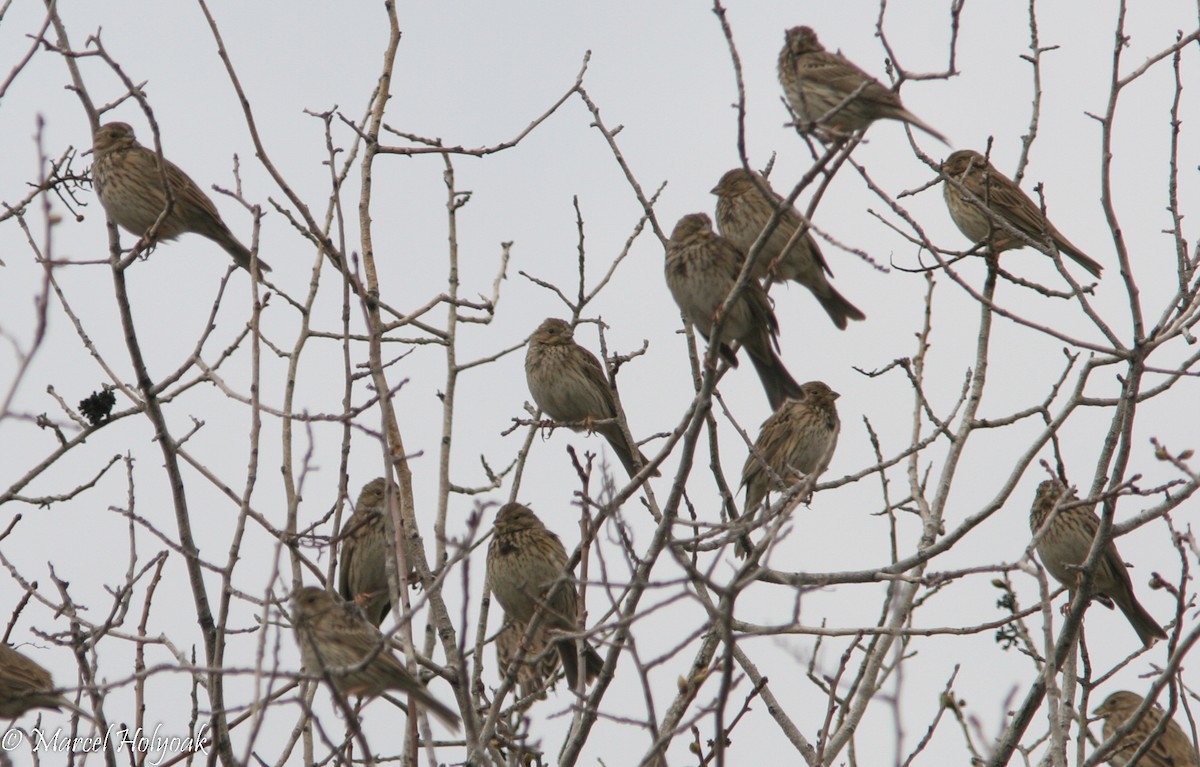 Corn Bunting - ML533176381