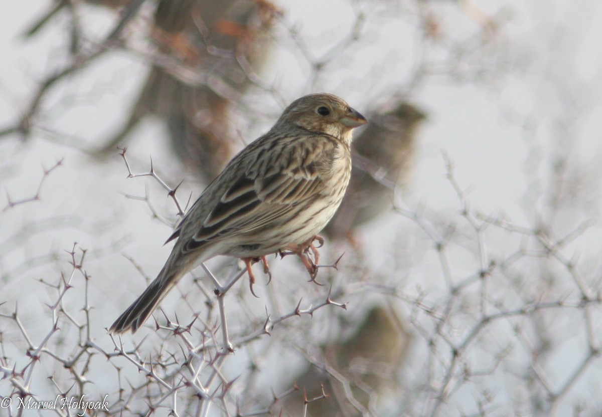 Corn Bunting - ML533176731