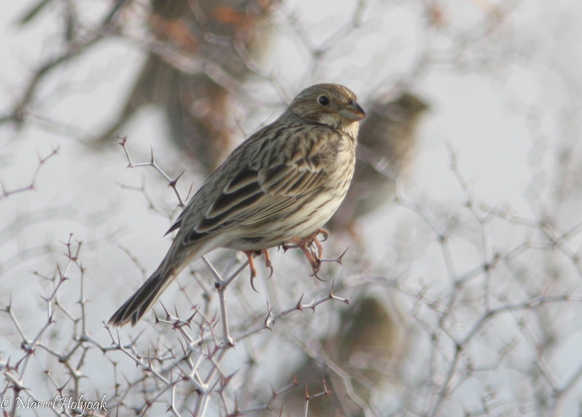 Corn Bunting - ML533176741