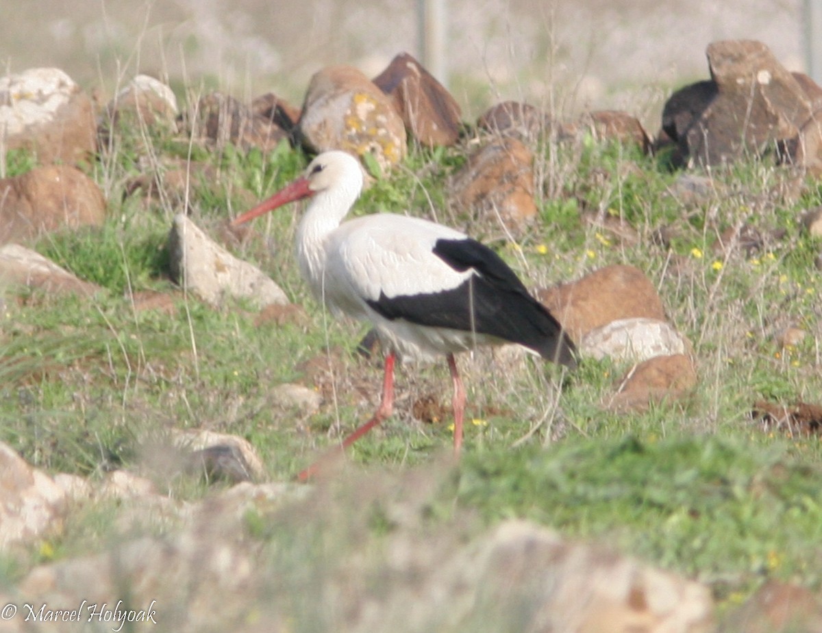 White Stork - ML533176861