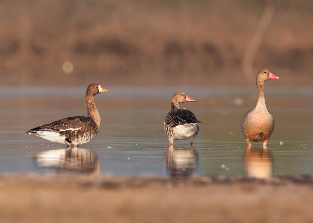 Greater White-fronted Goose (Eurasian) - Ayuwat Jearwattanakanok