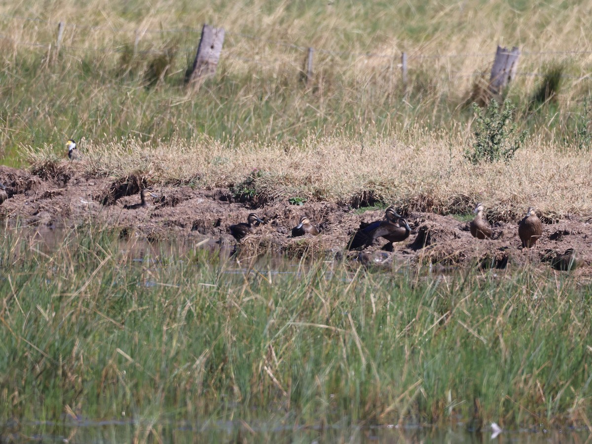 Pacific Black Duck - ML533178791