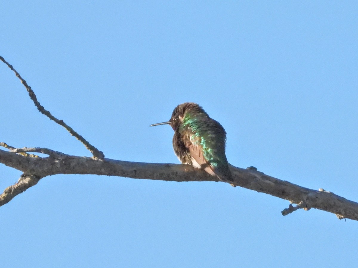 Anna's Hummingbird - ML533178871