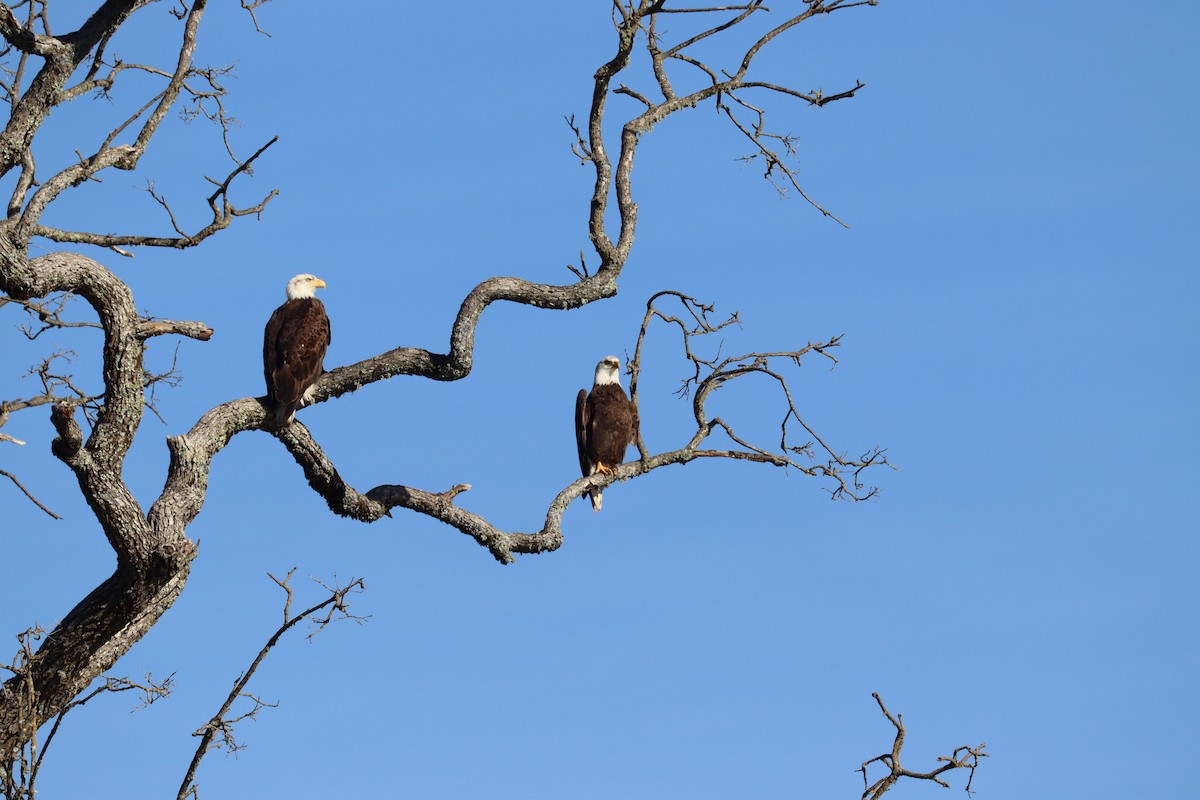 Bald Eagle - ML533180121