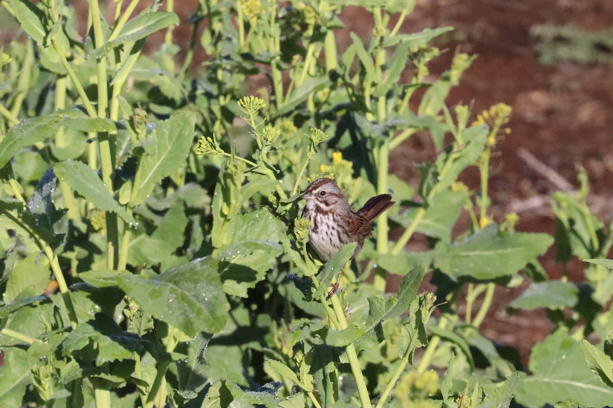 Song Sparrow - ML533180211