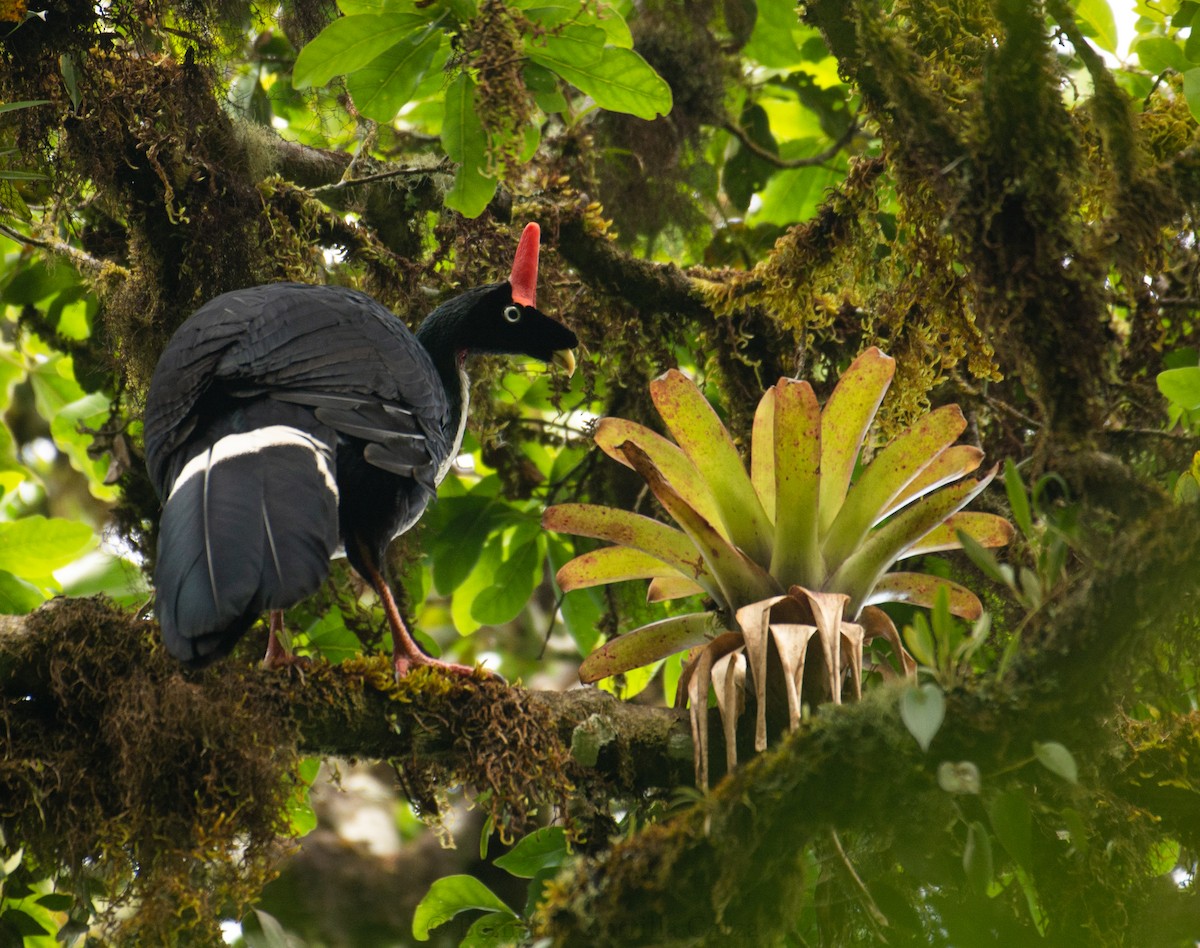 Horned Guan - ML533180791