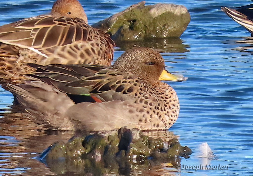 Yellow-billed Teal (flavirostris) - ML533181591