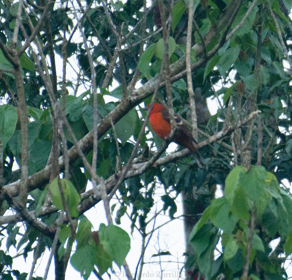 Flame-colored Tanager - ML533182111