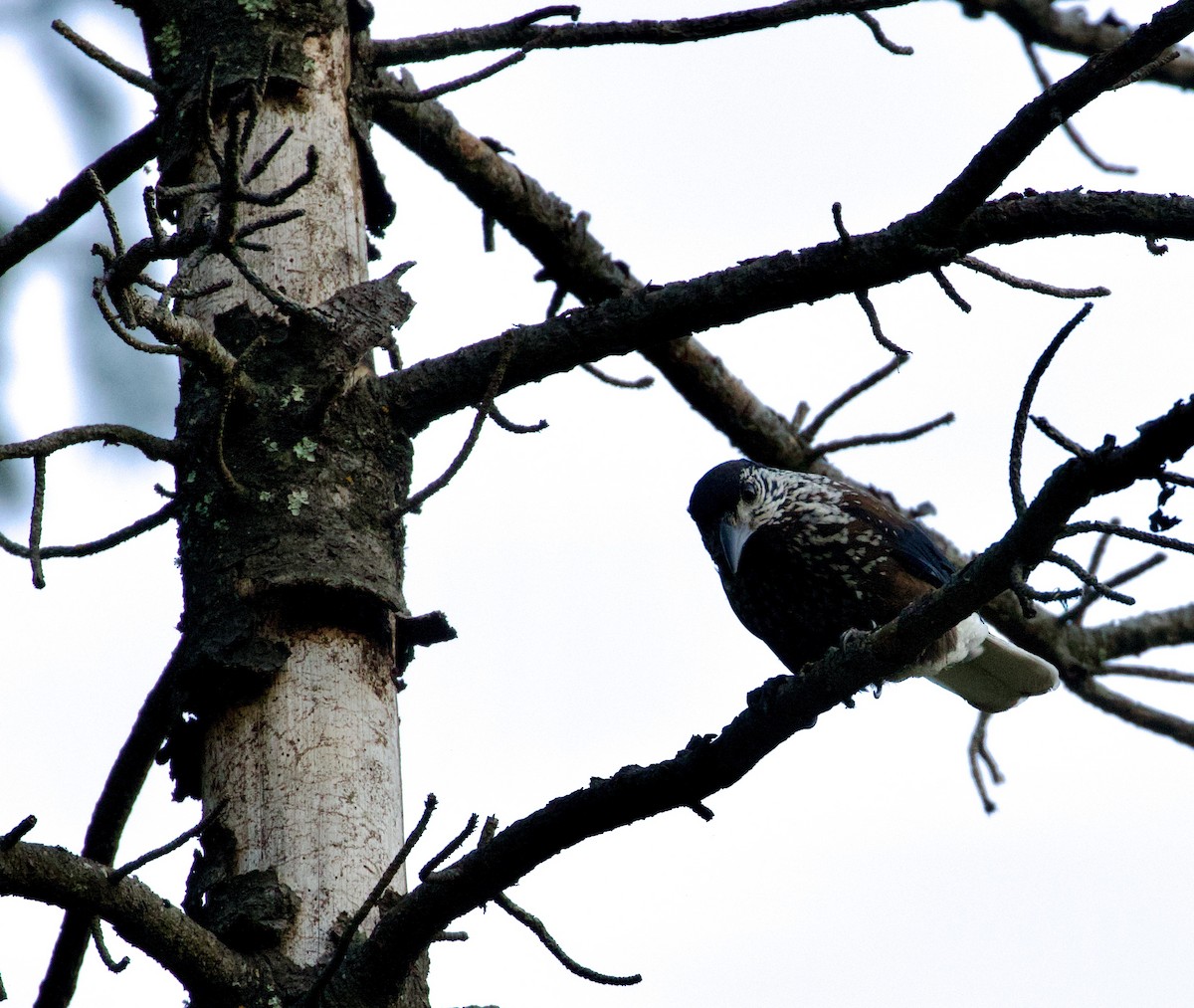 Eurasian Nutcracker - SIRISH KUMAR