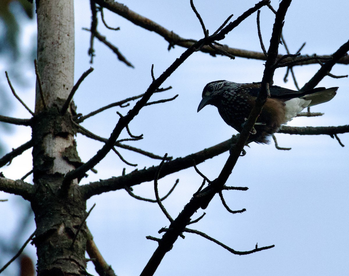 Eurasian Nutcracker - SIRISH KUMAR