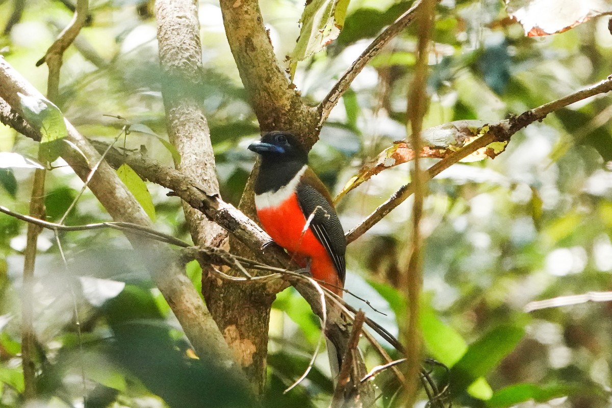 Malabar Trogon - Mohul Gandhi