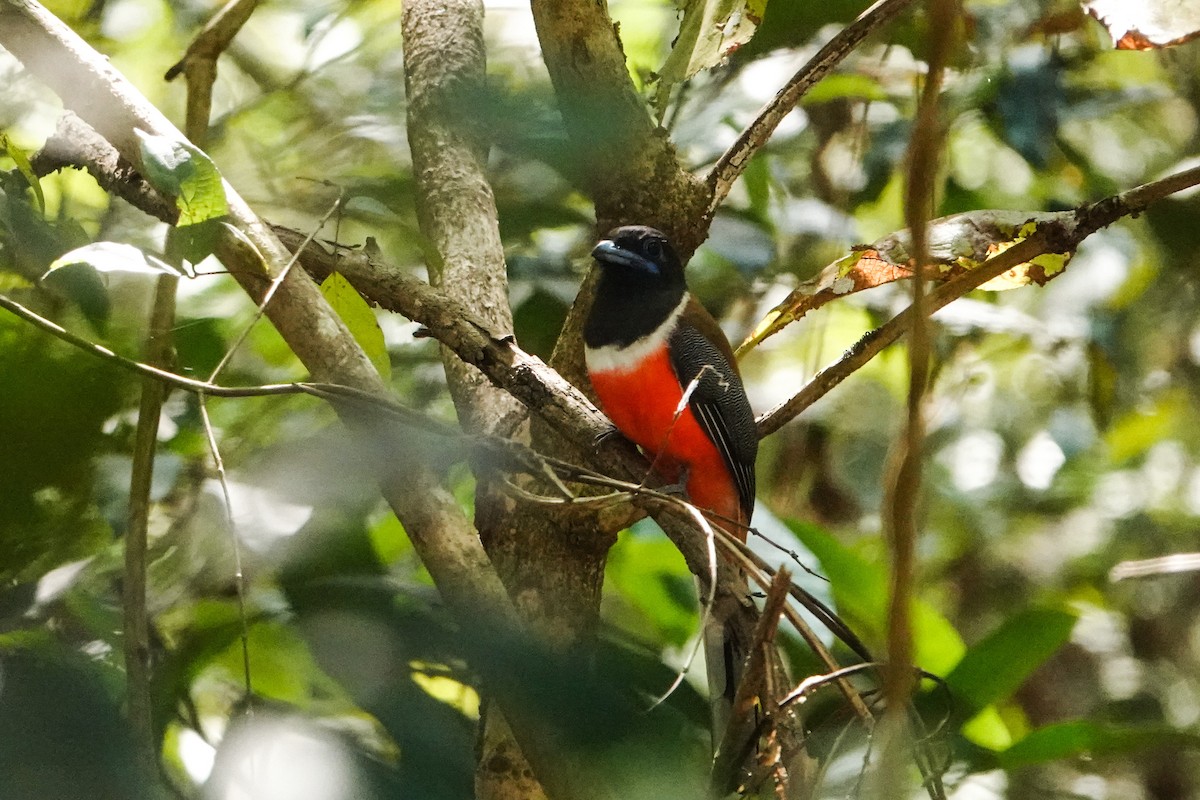 Malabar Trogon - ML533184921