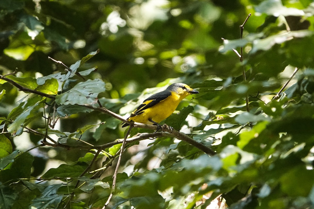 Orange Minivet - ML533184951