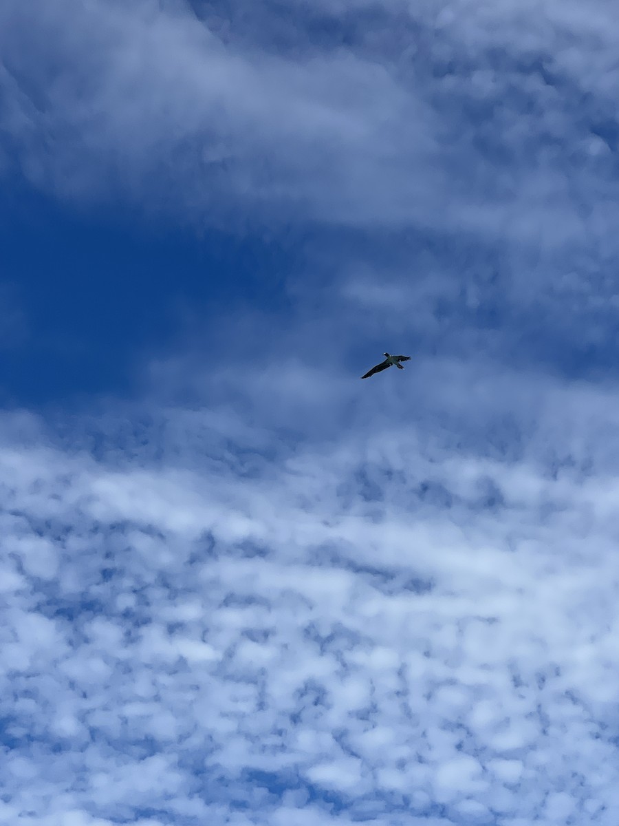 Blue-footed Booby - ML533185141