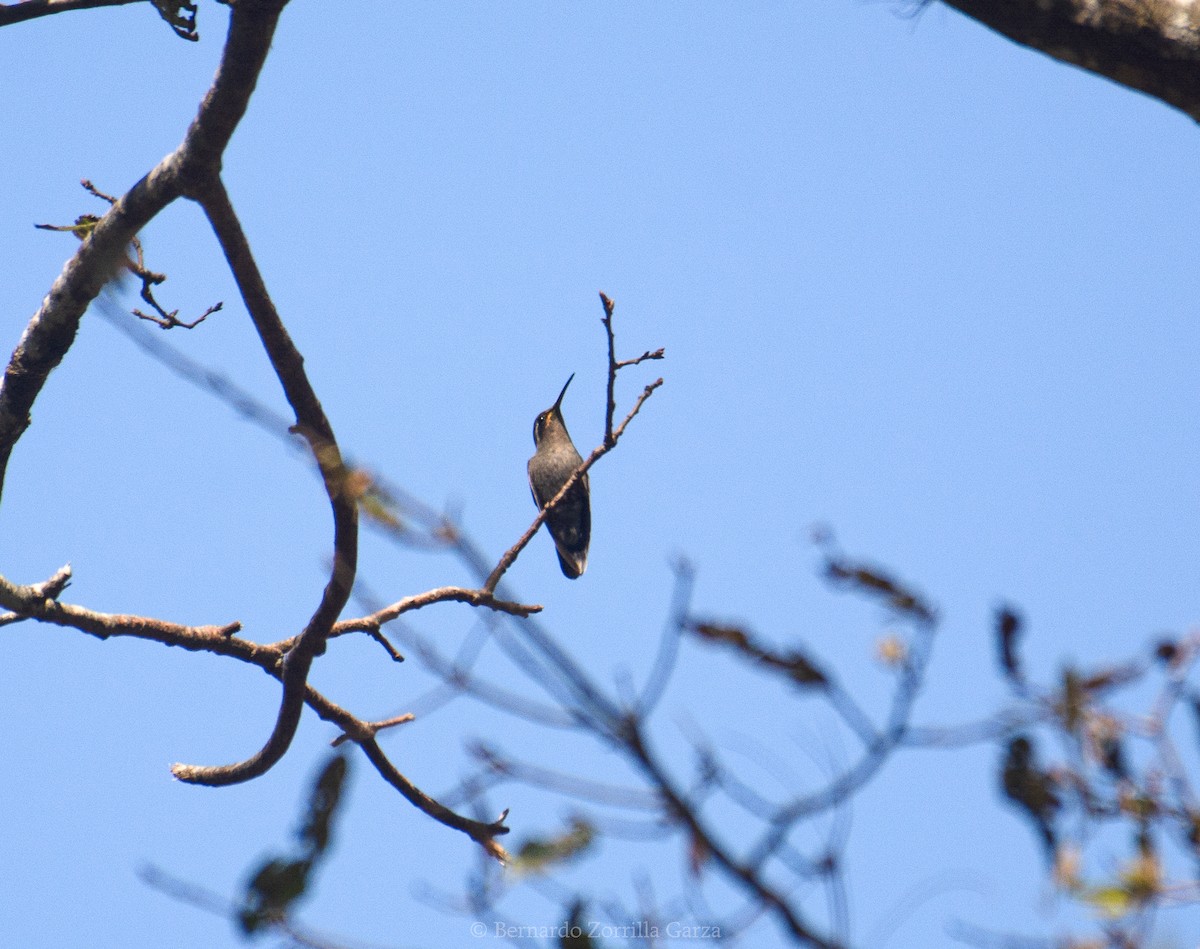 Amethyst-throated Mountain-gem (Amethyst-throated) - Bernardo Zorrilla Garza