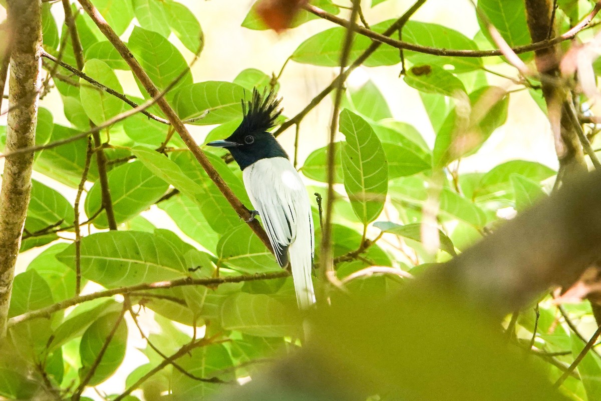 Indian Paradise-Flycatcher - Mohul Gandhi