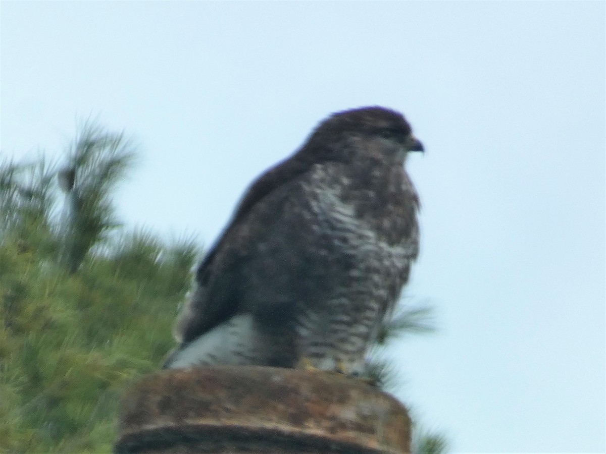 Common Buzzard - ML533188101