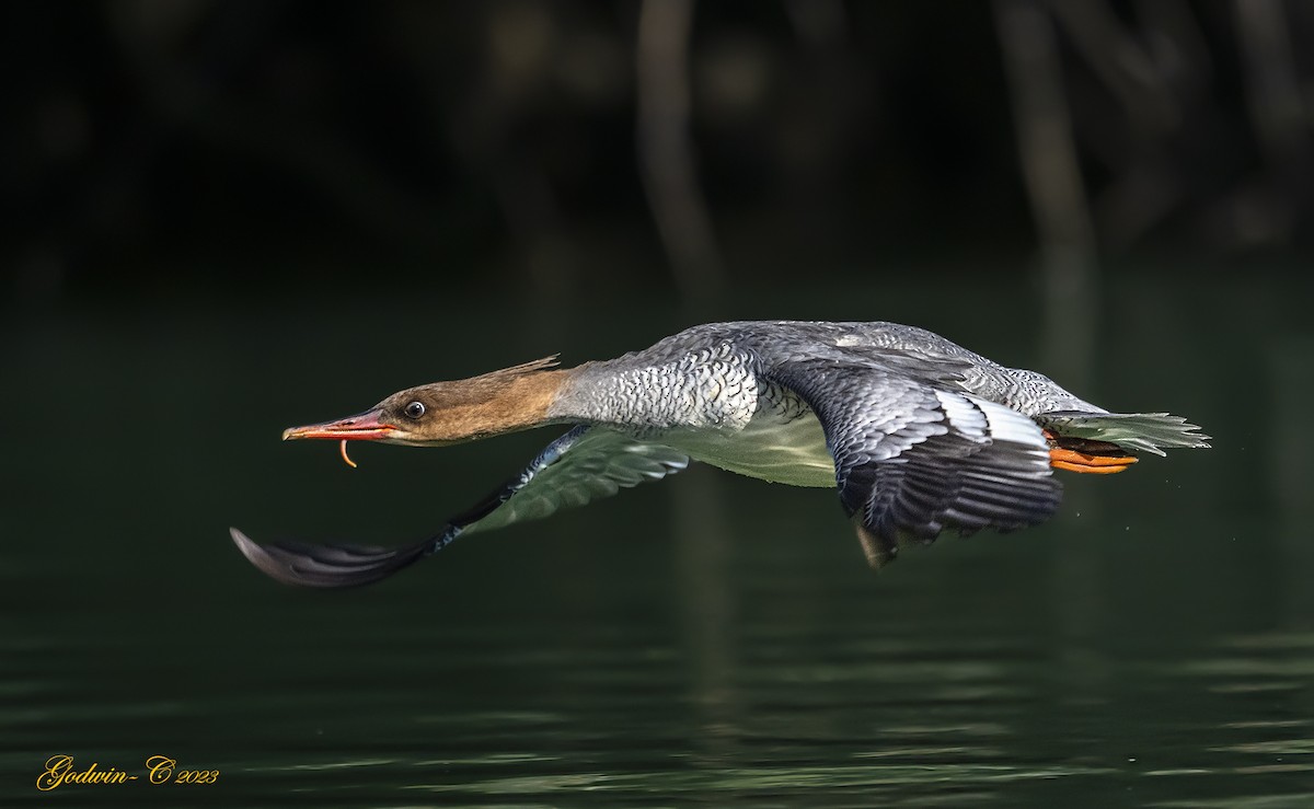 Scaly-sided Merganser - ML533188141