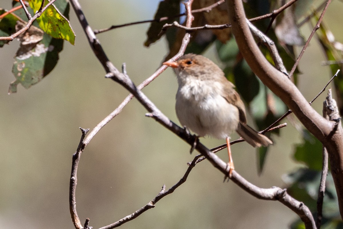 Superb Fairywren - Richard and Margaret Alcorn