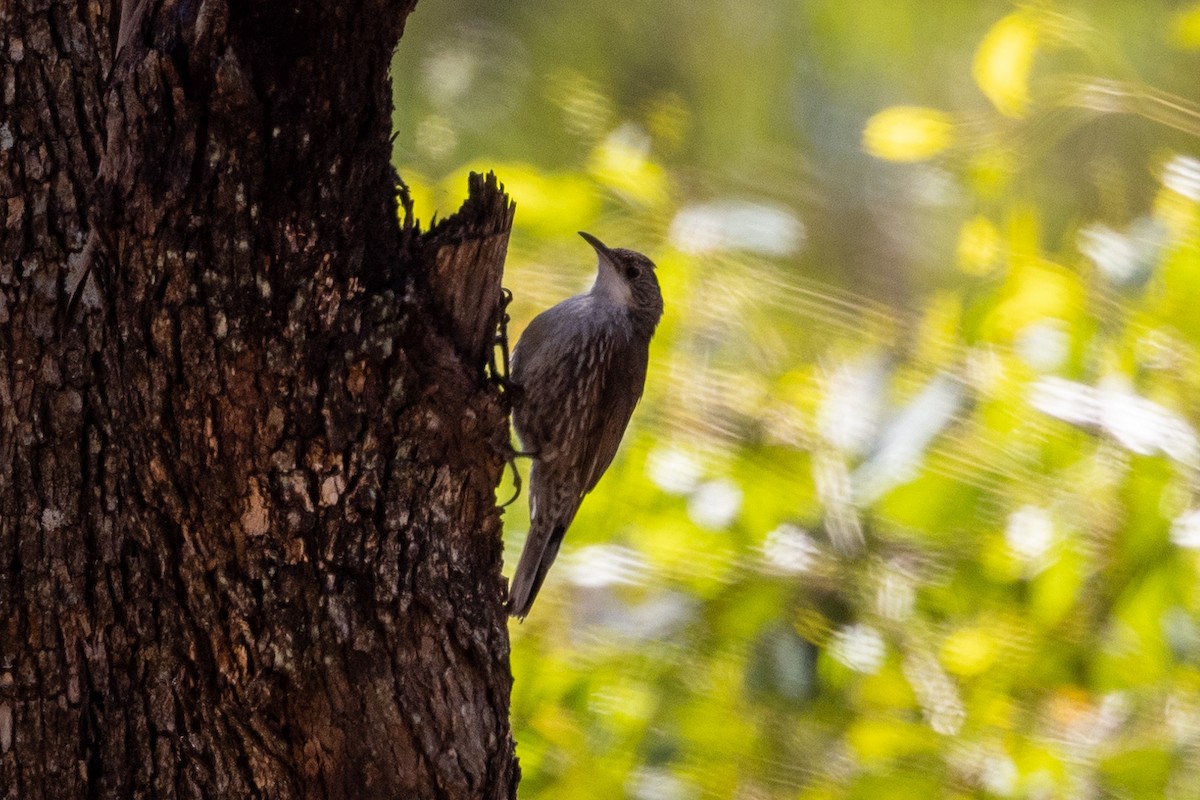 White-throated Treecreeper - ML533189291