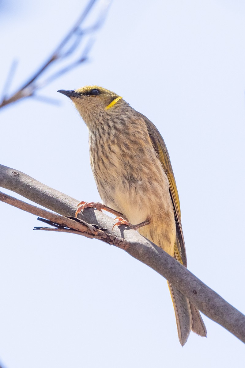 Yellow-plumed Honeyeater - ML533189331