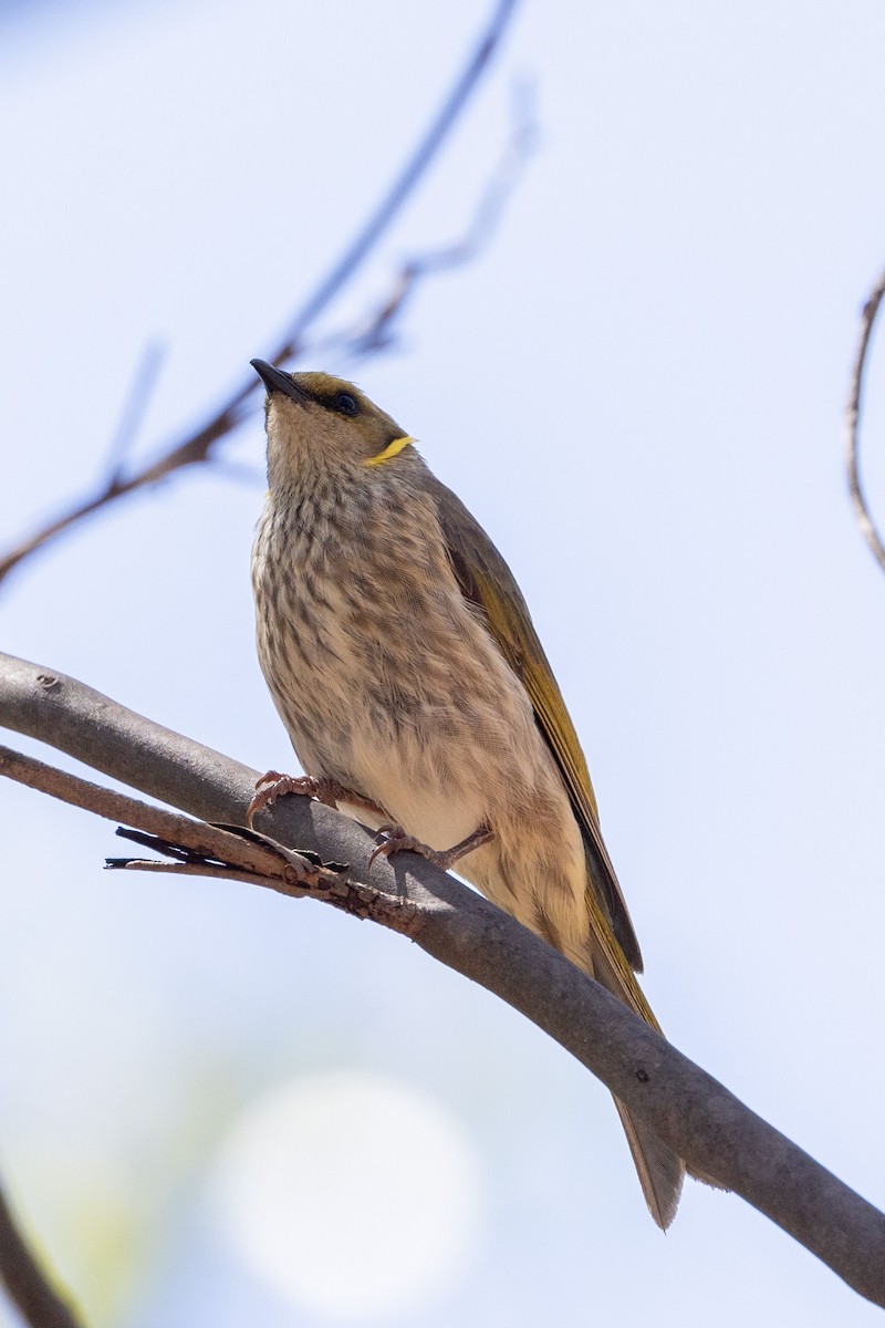 Yellow-plumed Honeyeater - ML533189341