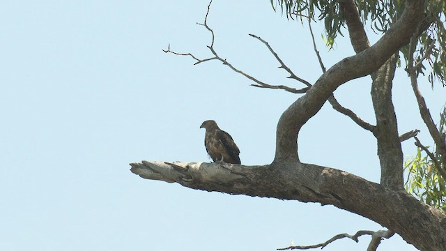 Whistling Kite - ML533189391