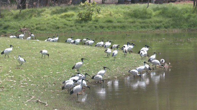 Ibis à cou noir - ML533189411