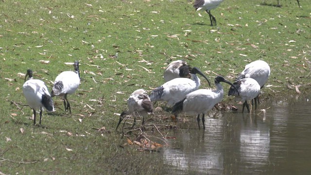 Ibis à cou noir - ML533189961