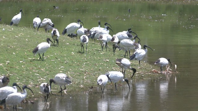 Ibis à cou noir - ML533189981