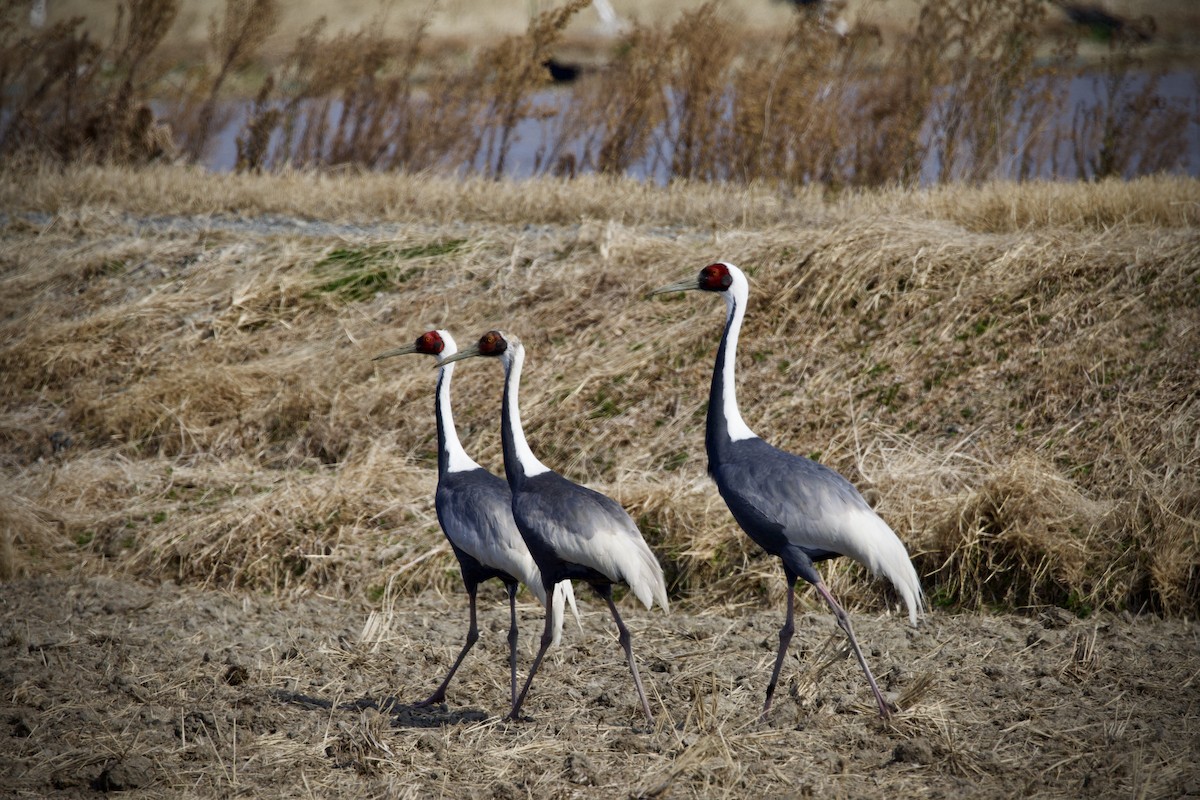 White-naped Crane - ML533191071