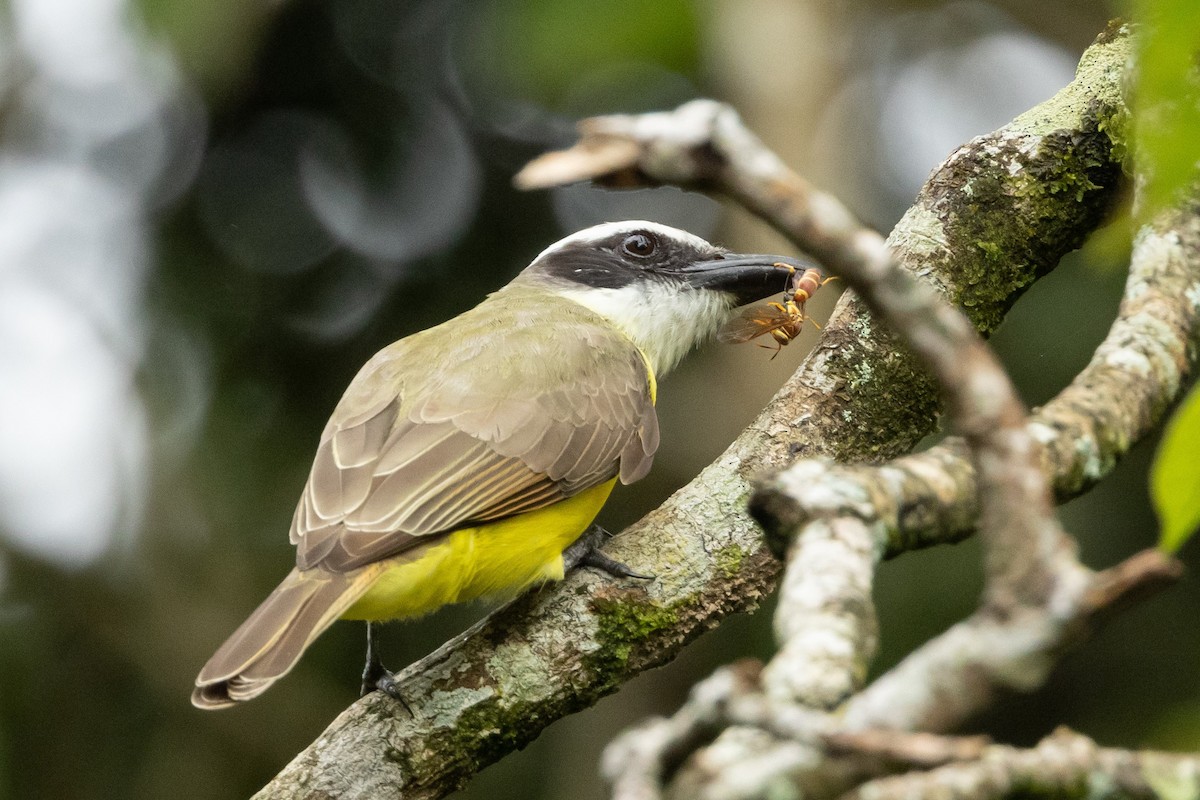 Boat-billed Flycatcher - ML533191771